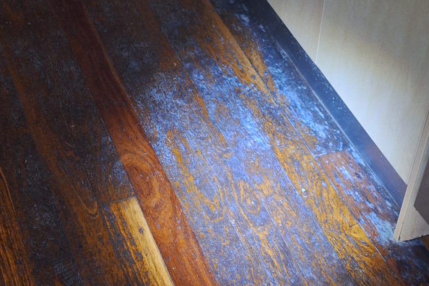 A flashlight shows mould on timber floorboards. 