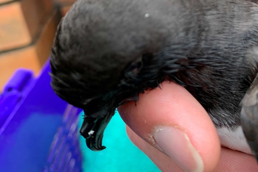 A small grey seabird, with its head resting in a woman's finger.