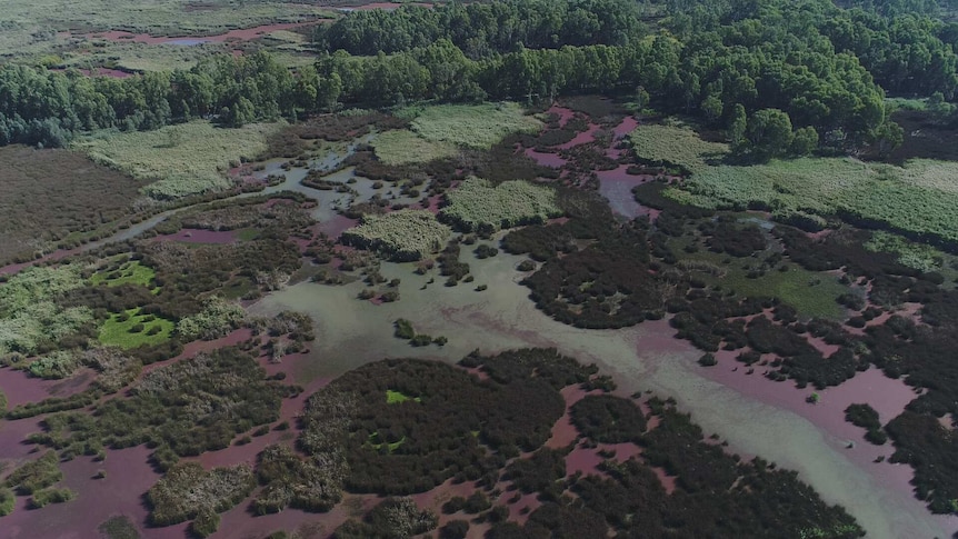 A drone photo of a wetland shows a green expanse with patches of different shades of green. No birds are visible.