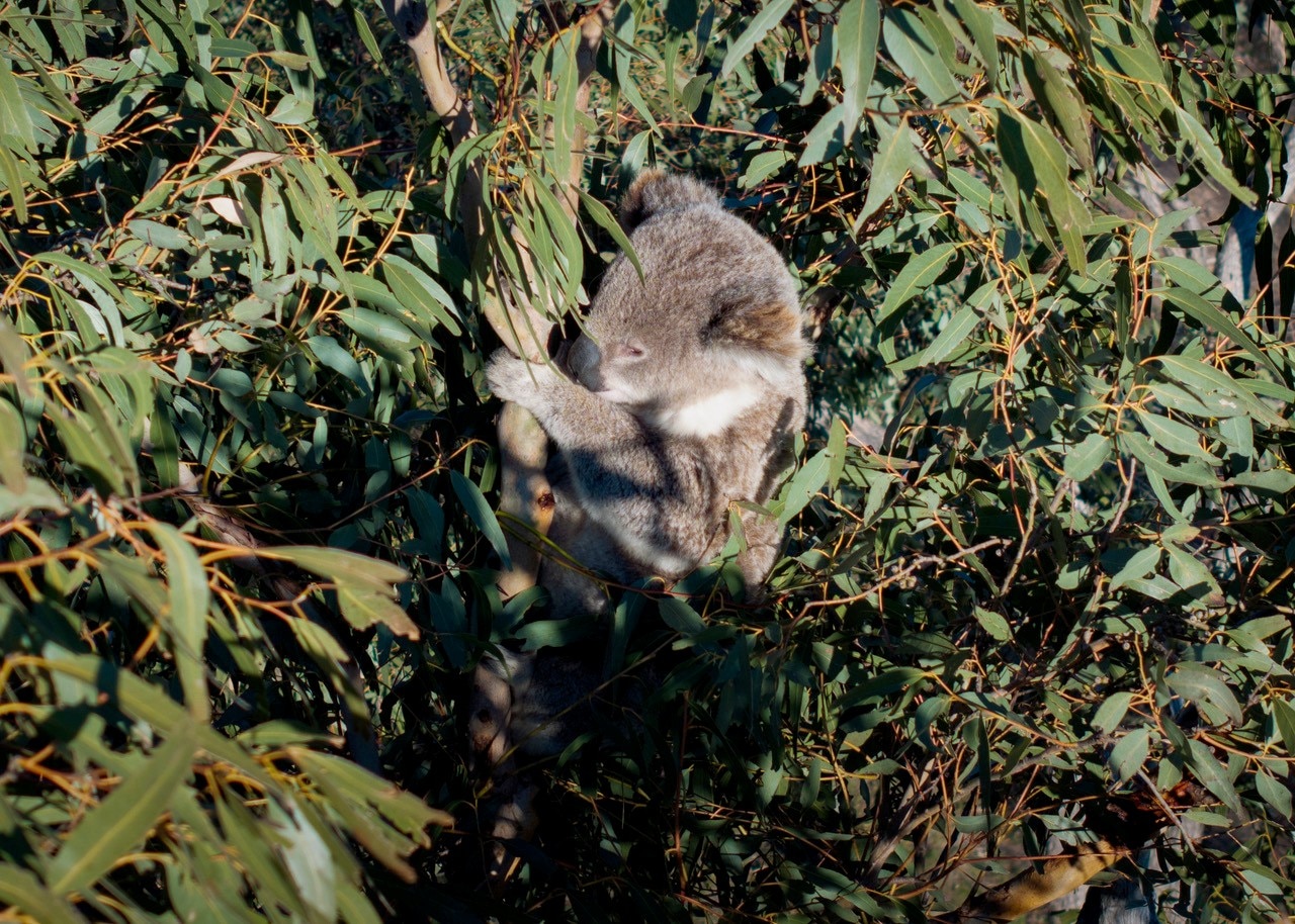 Un koala se aferra a una rama de un árbol de caucho verde.