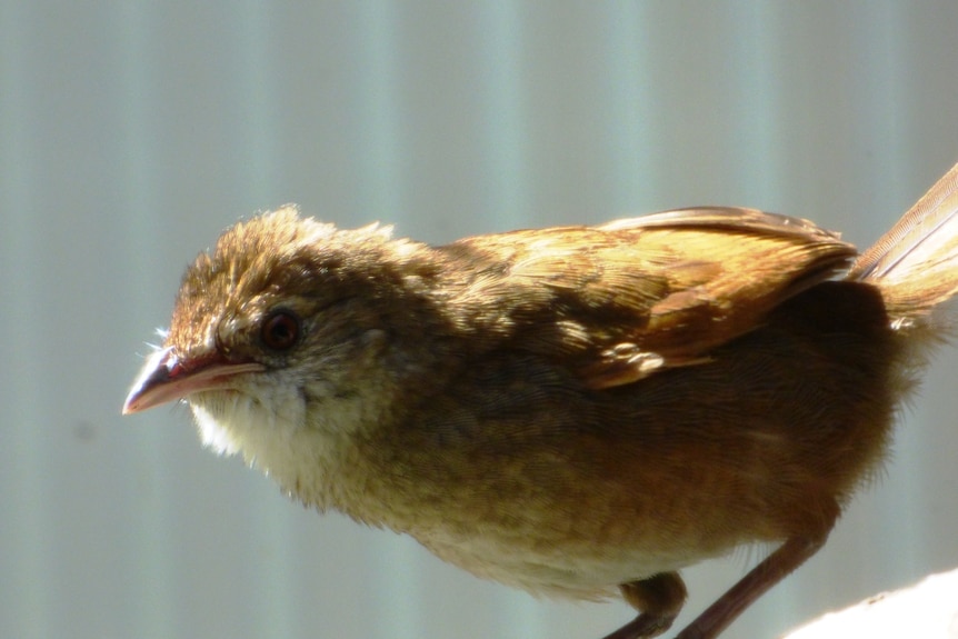 The eastern bristlebird, a small brown endangered bird native to Australia.