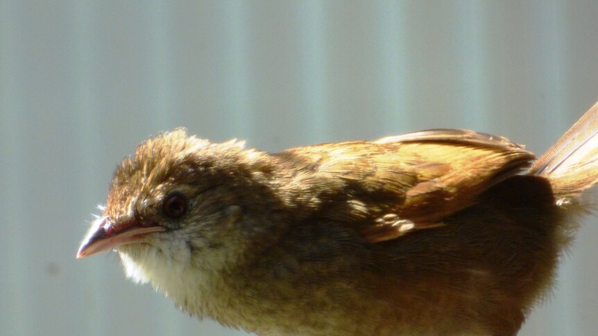 The eastern bristlebird, a small brown endangered bird native to Australia.