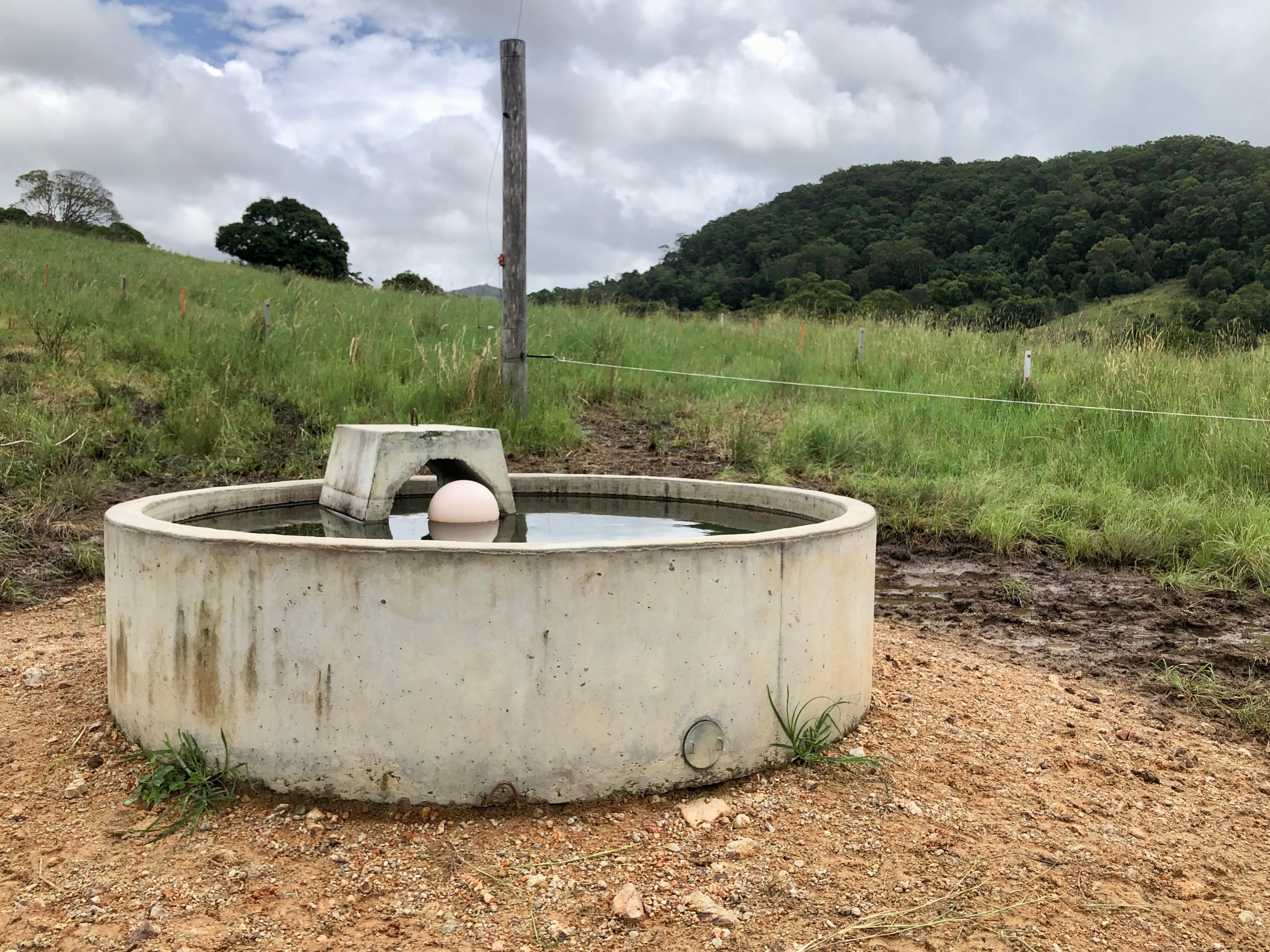 Nguni cattle, gourmet mushrooms pave way for farmers to tread lightly