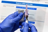 Gloved hands of a nurse prepares a shot as a study of a COVID-19 vaccine