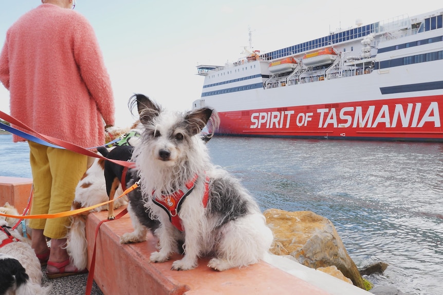 A little grey and white dog looks to camera as Spirit of Tasmania departs Mersey River, behind.