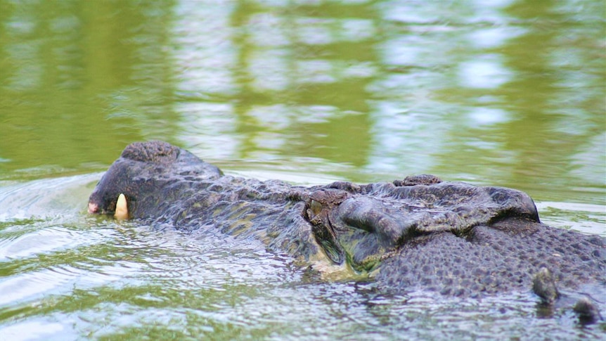 Residents of Trinity Beach estate last week reported seeing a 1.5 metre crocodile in the lagoon.