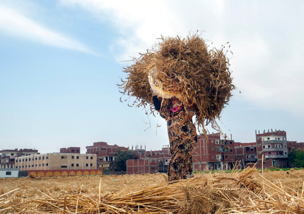 A farmer carries a bundle of wheat in a field in Egypt, Cairo. 