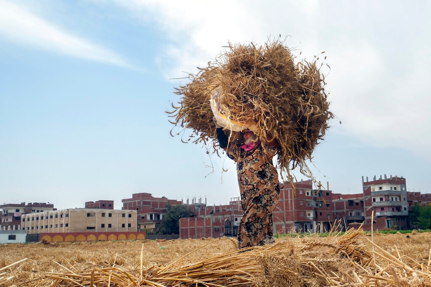 A farmer carries a bundle of wheat in a field in Egypt, Cairo. 
