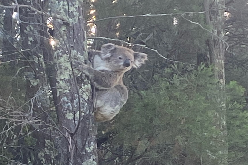 Un koala en un árbol