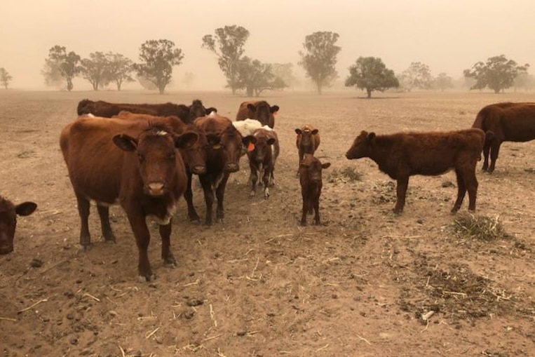 A small group of brown, skinny cows stand together on barren earth in a dust storm.