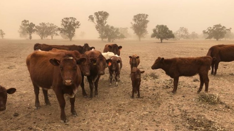 A small group of brown, skinny cows stand together on barren earth in a dust storm.