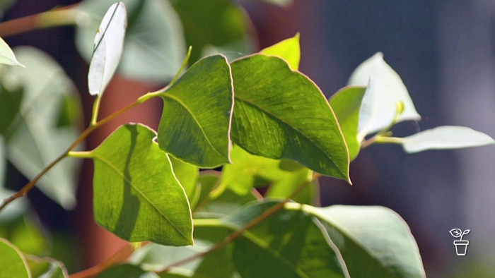 Close up photo of leaves on a eucalyptus tree
