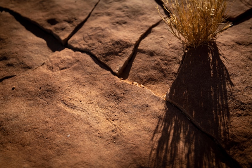 The imprint of a fossil in the Nilpena Ediacara National Park.