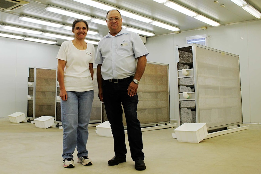 Department of Agriculture staff Rose Fogliani and Ernie Steiner in the fruit fly facility at South Perth