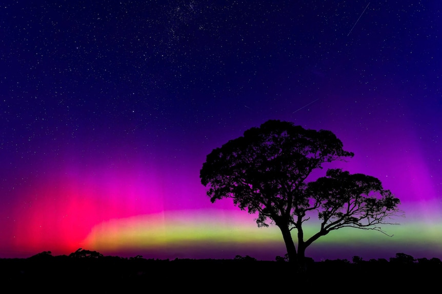 A yellow and pink aurora is seen behind a lone silhouetted tree on an open landscape