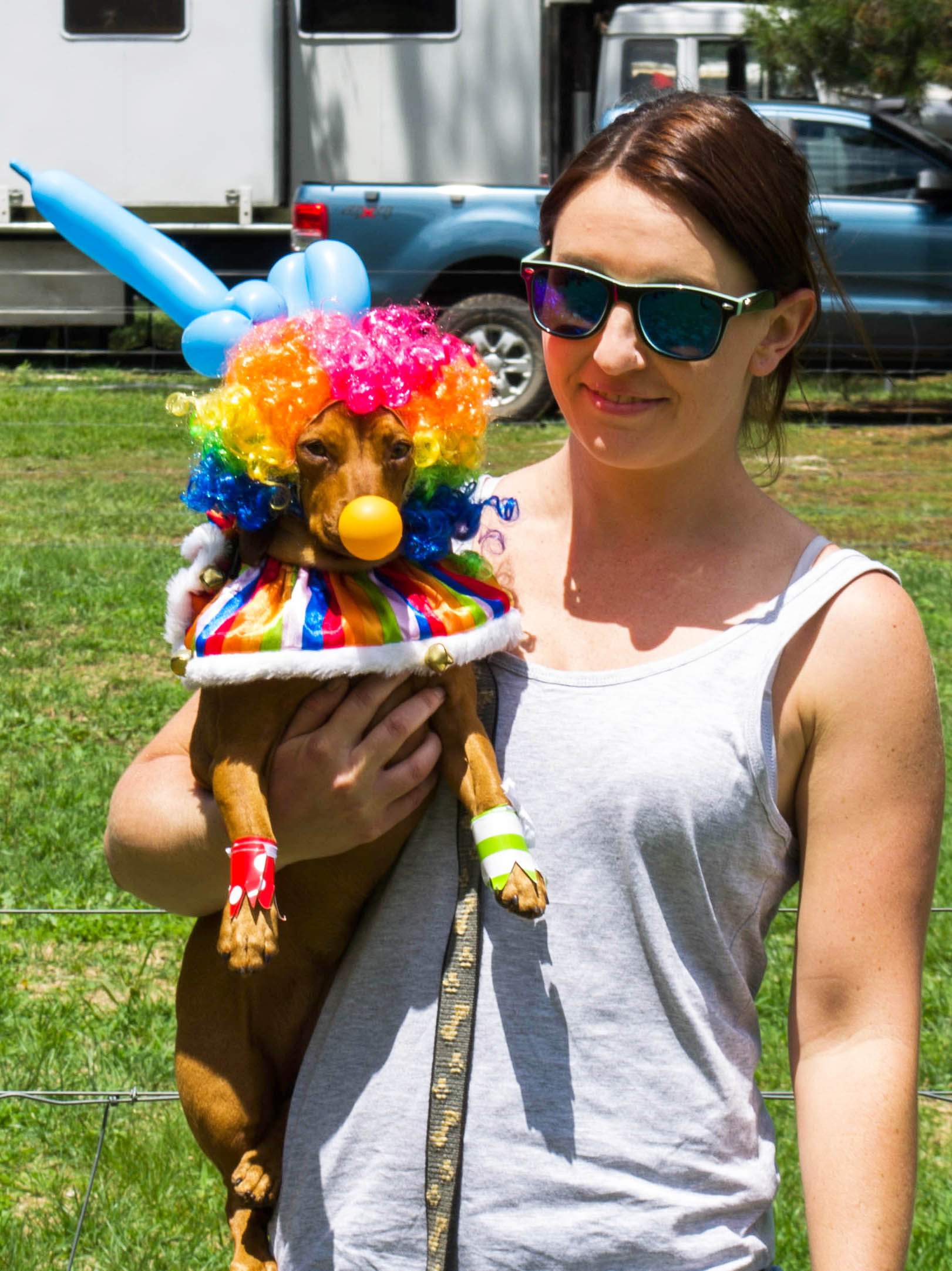 Sausage dog races take centre stage at Bungendore Show ABC News