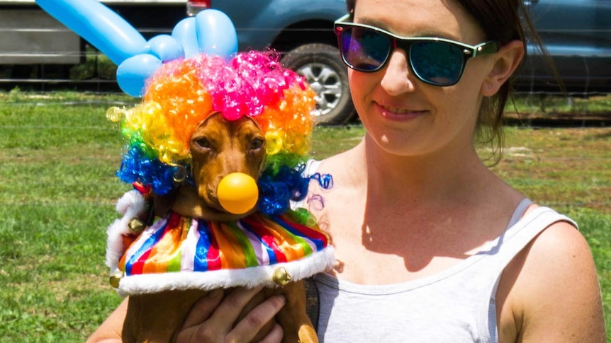 A sausage dog in a clown costume at Bungendore Show.