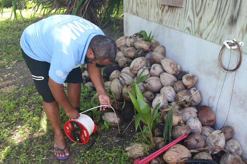 A man in a blue shirt feeds a probe down a pipe that's sticking up out of the ground, next to a pile of coconuts.