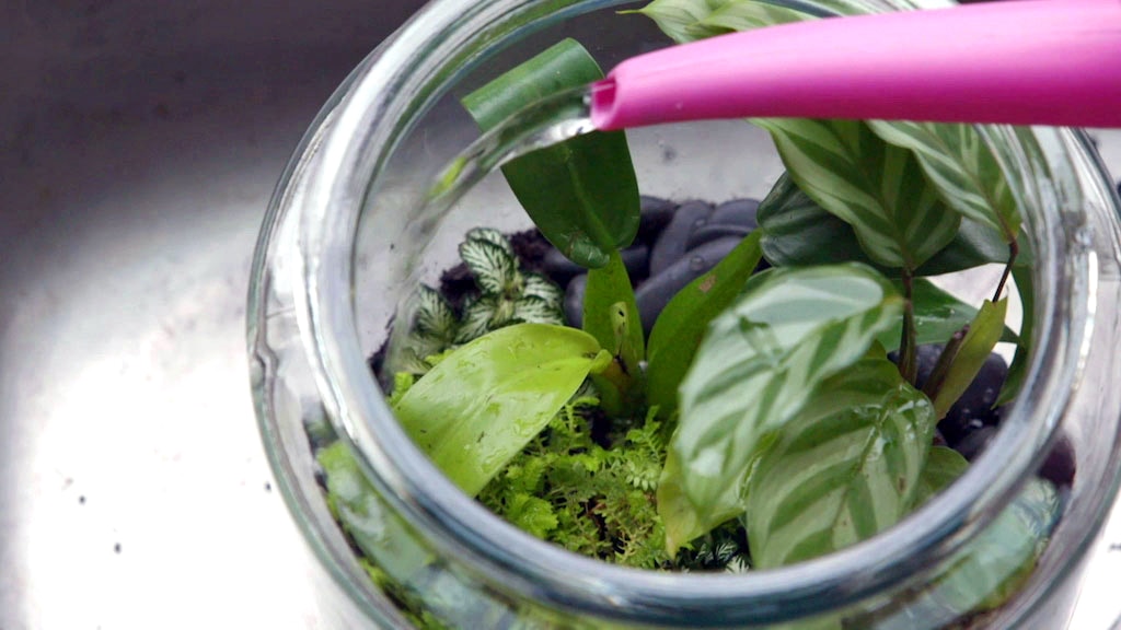 A terrarium being watered from above.