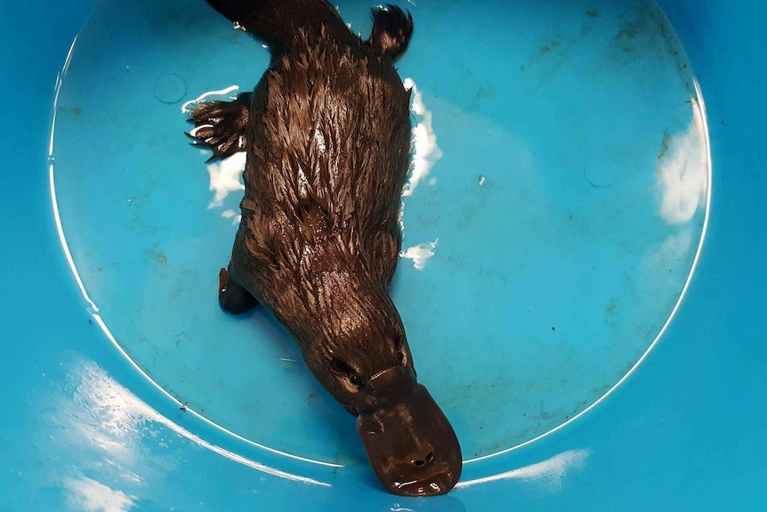 A platypus sits in a shallow bucket of water