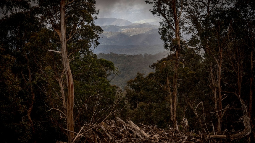 In the foreground, logged trees and debris are stacked in a pile in the forest. In the background you can see mountain ranges