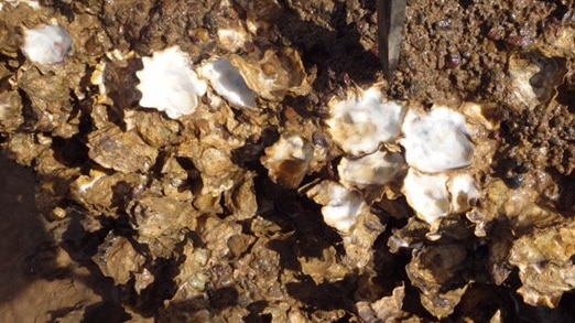 A close-up shot of dead wild oysters on a reef after afish kill.