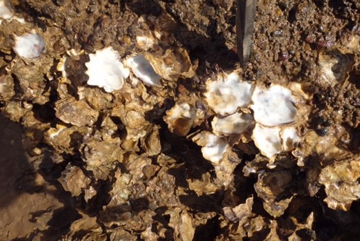 A close-up shot of dead wild oysters on a reef after afish kill.