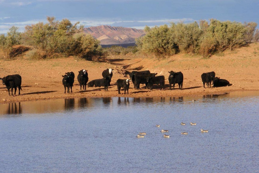 Cows on Beltana Station grazing