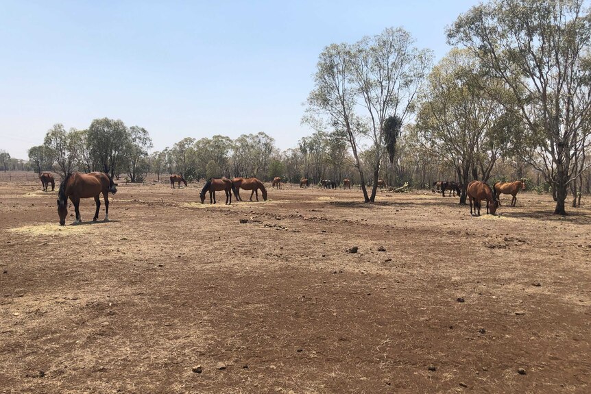 15 horses eating hay in a drought stricken paddock.