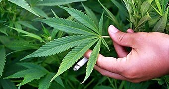 A man with a joint holds the leaf of a marijuana plant.