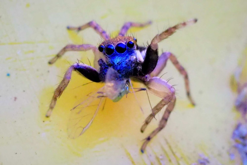 A new spider species from the Jotus genus looking at he camera