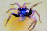 A bright blue spider with a row of eyes and near-translucent legs.
