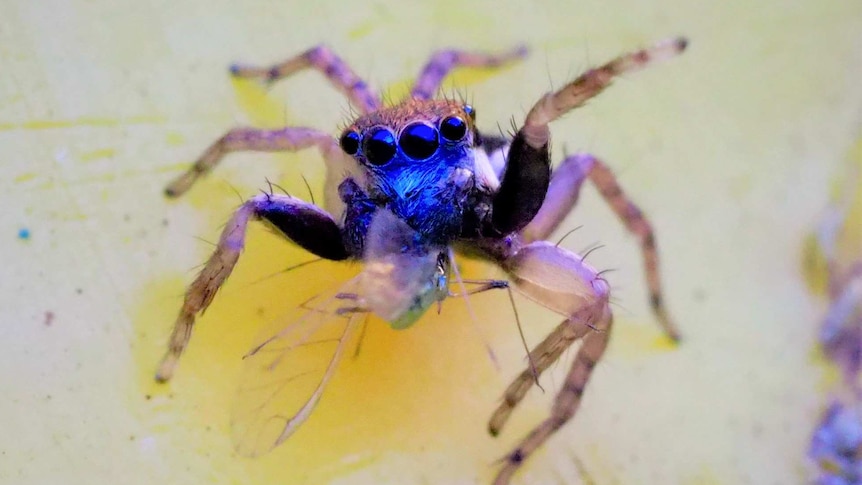 A bright blue spider with a row of eyes and near-translucent legs.