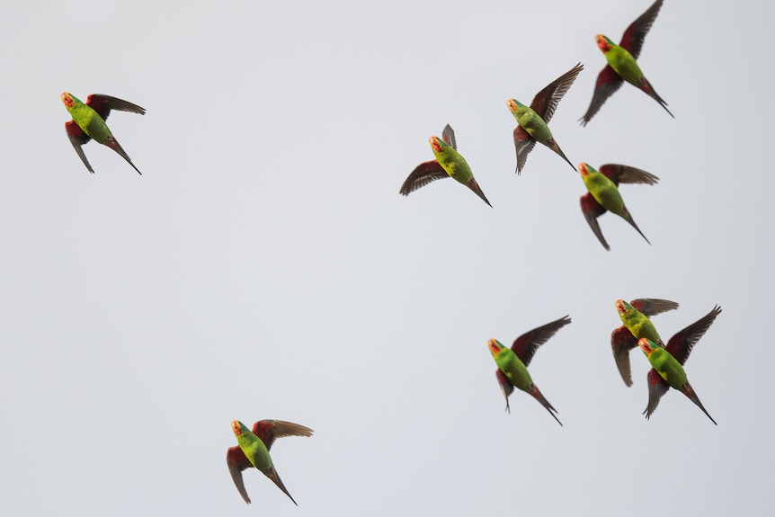 a flock of green, red and yellow birds seen from underneath, in the sky