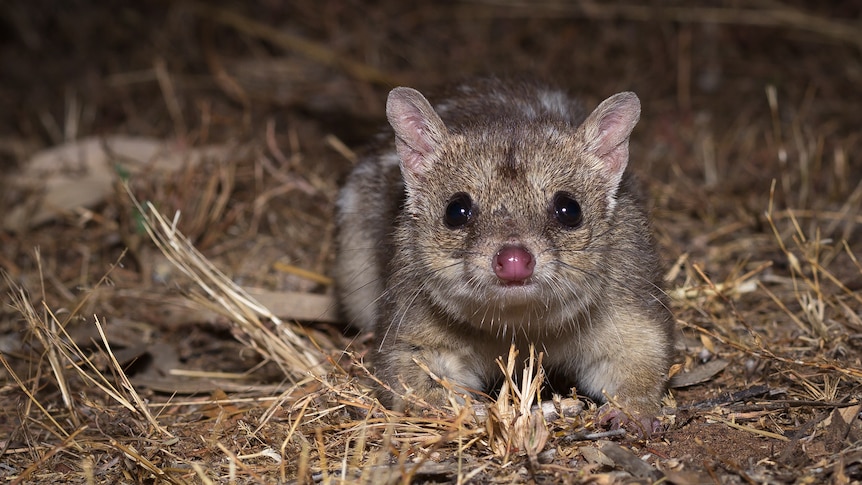 DNA editing could make northern quolls cane toad-resistant and potentially avoid extinction