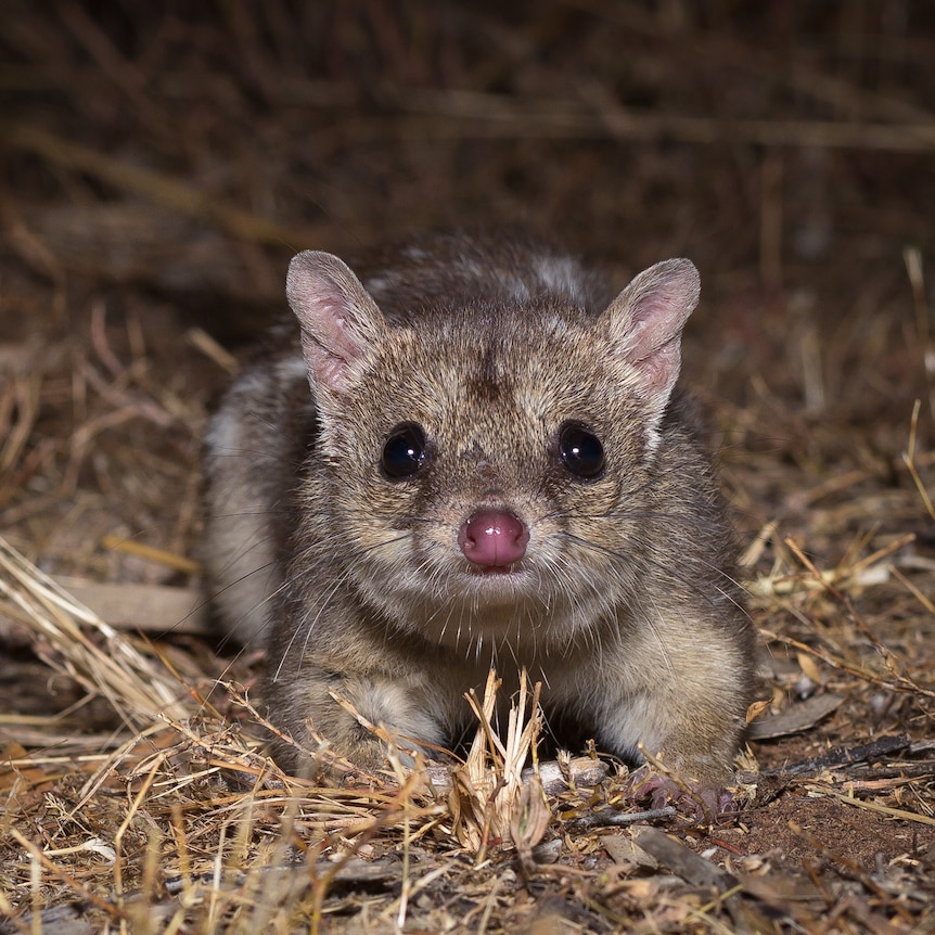 Image of a small northern quoll looking directly into the camera