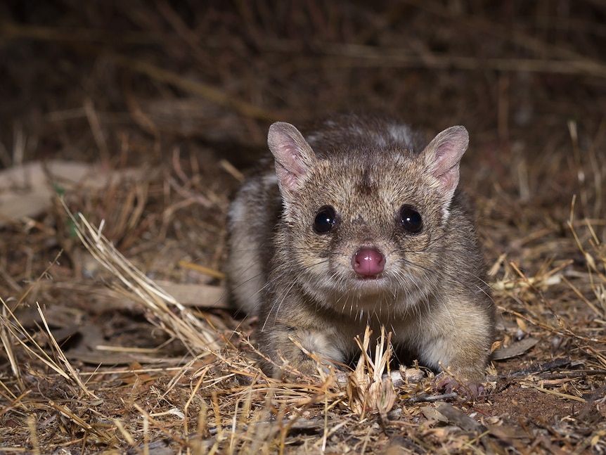 Image of a small northern quoll looking directly into the camera