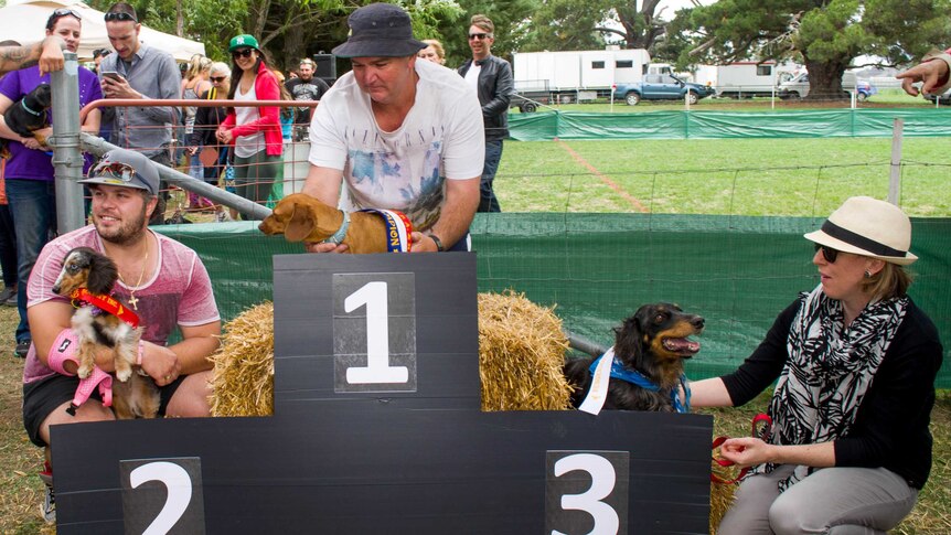 Sausage dogs on the podium at Bungendore Show.