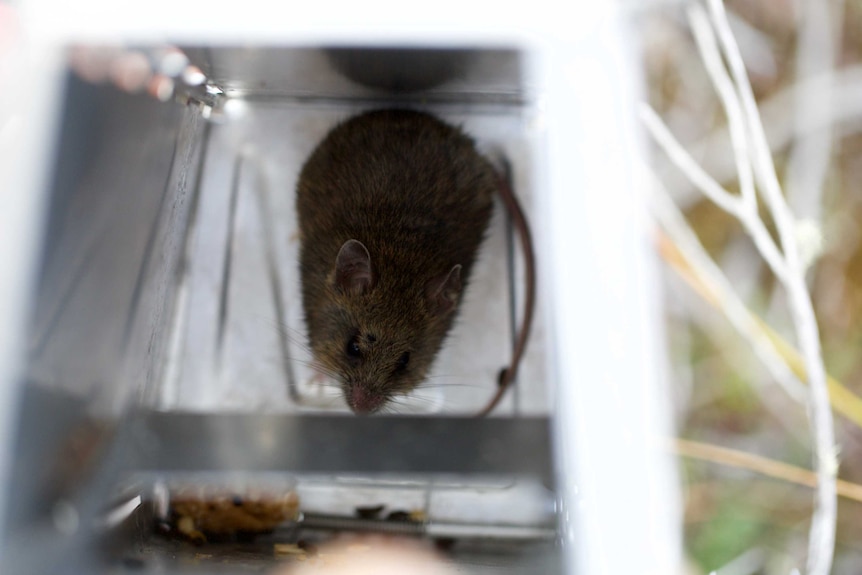 New Holland mouse in an elliot trap