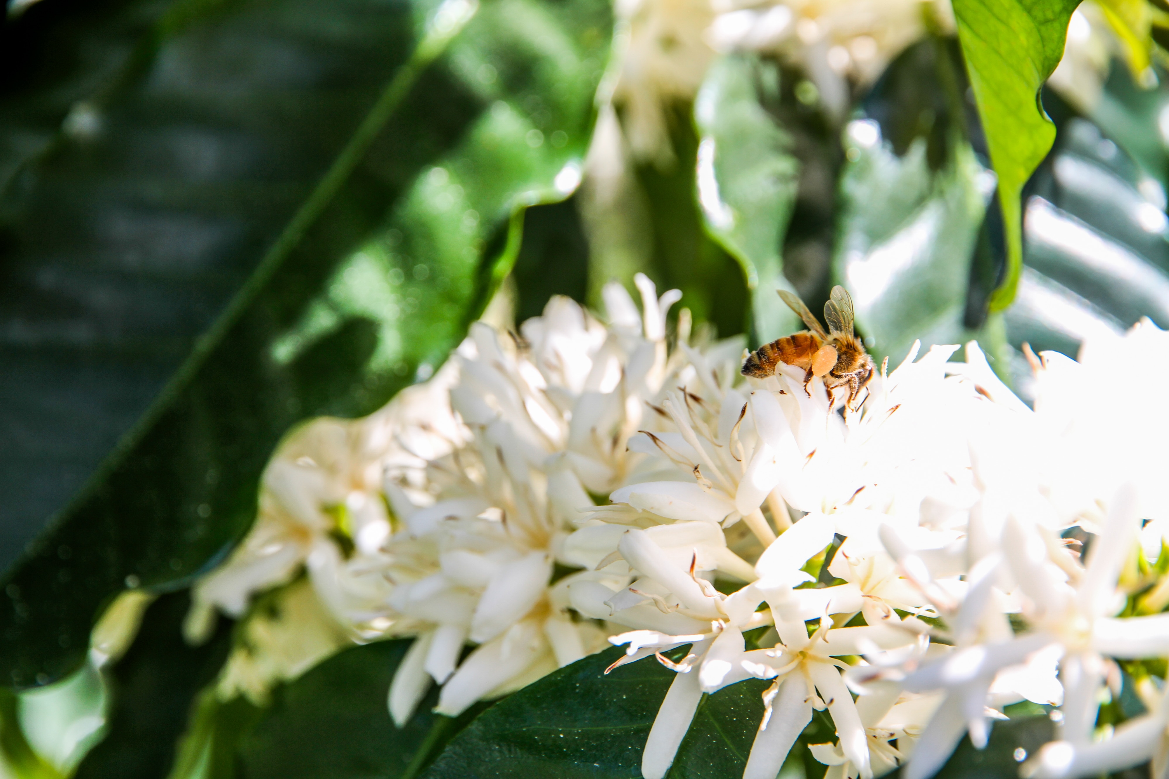 Una abeja recolecta néctar de una flor de café con leche.