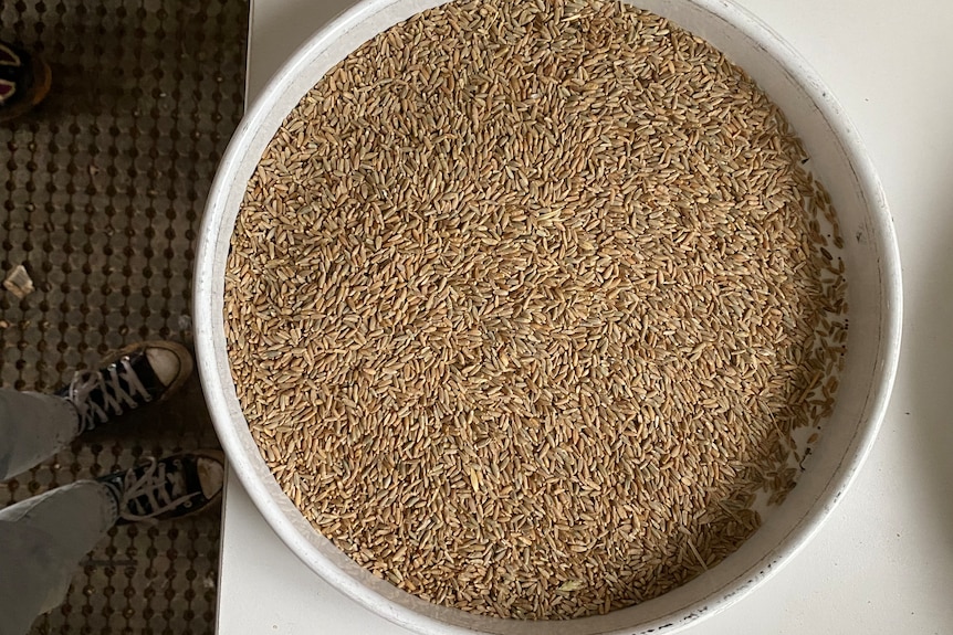 A small white ceramic bowl full of brown milled rye grain on a white bench top.