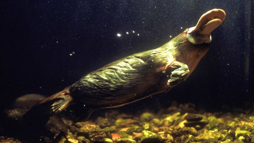 A platypus swimming, and heading towards the water's surface, as seen from underwater.