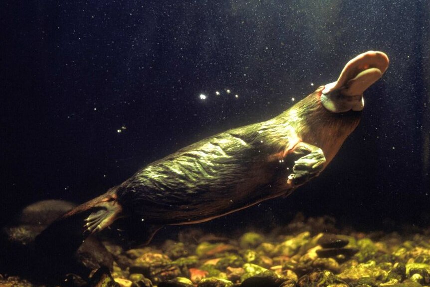 A platypus swimming, and heading towards the water's surface, as seen from underwater.