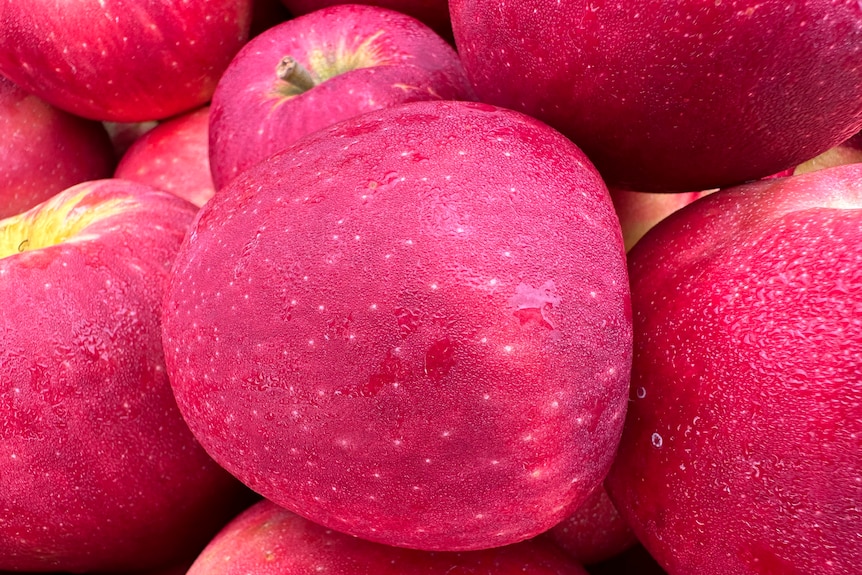 A close up photo of apples