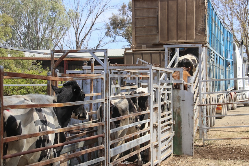 A race full of dairy cows is loaded onto a road train at a property at Greenmount near Toowoomba.