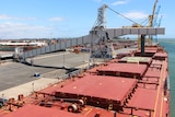 grain pours into a large  compartment of a big bulk carrier vessel