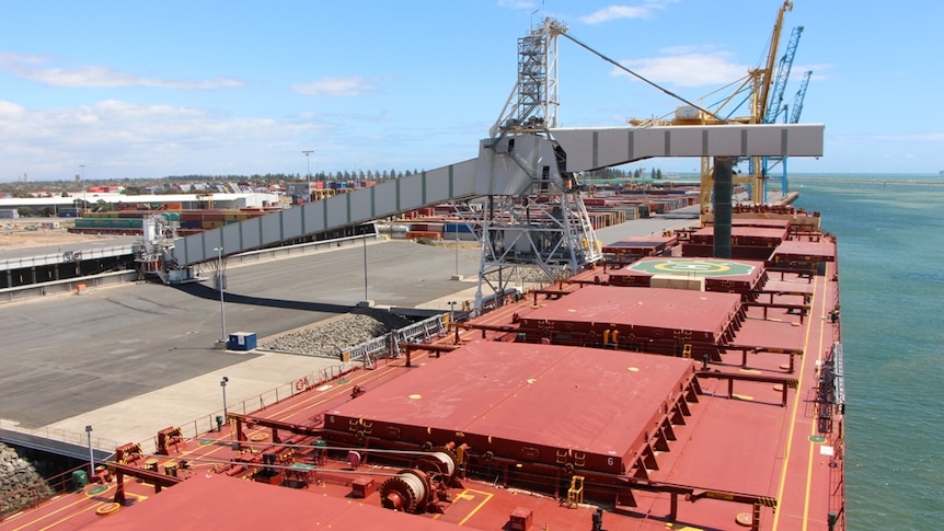 grain pours into a large  compartment of a big bulk carrier vessel