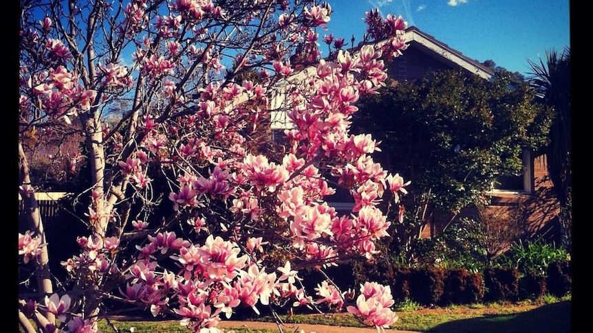 A magnolia tree in full bloom.