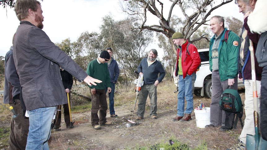 About 70 small purple pea plants are being planted near the Googong pipeline.