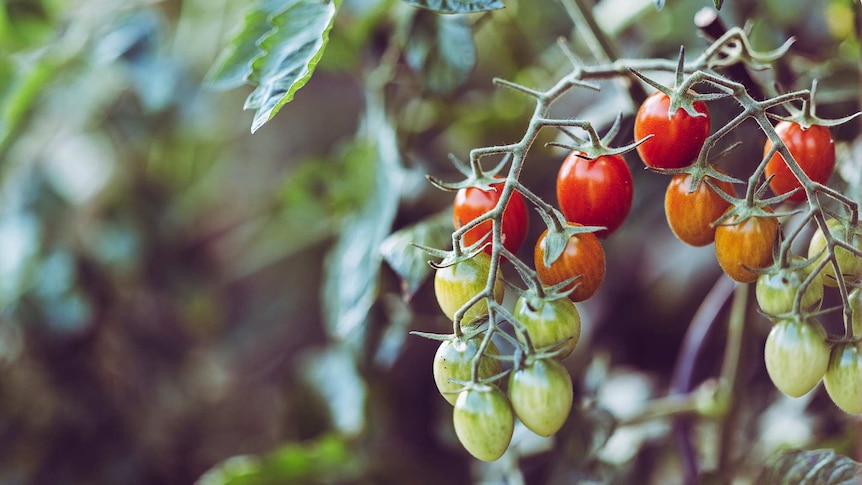 Red, orange and green tomatoes on the vine in a garden.